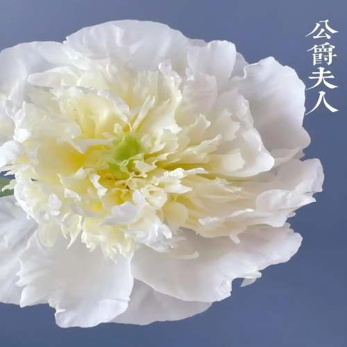 Gerkez Peony
